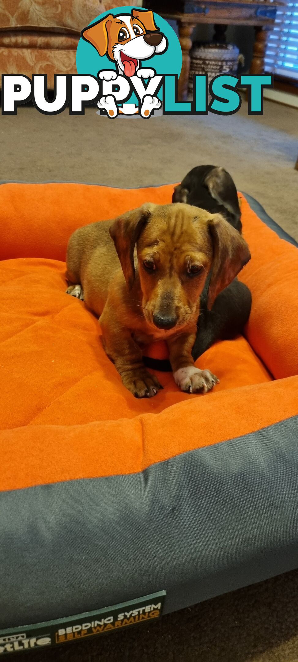 Pure-bred Mini  Dachshund Pup