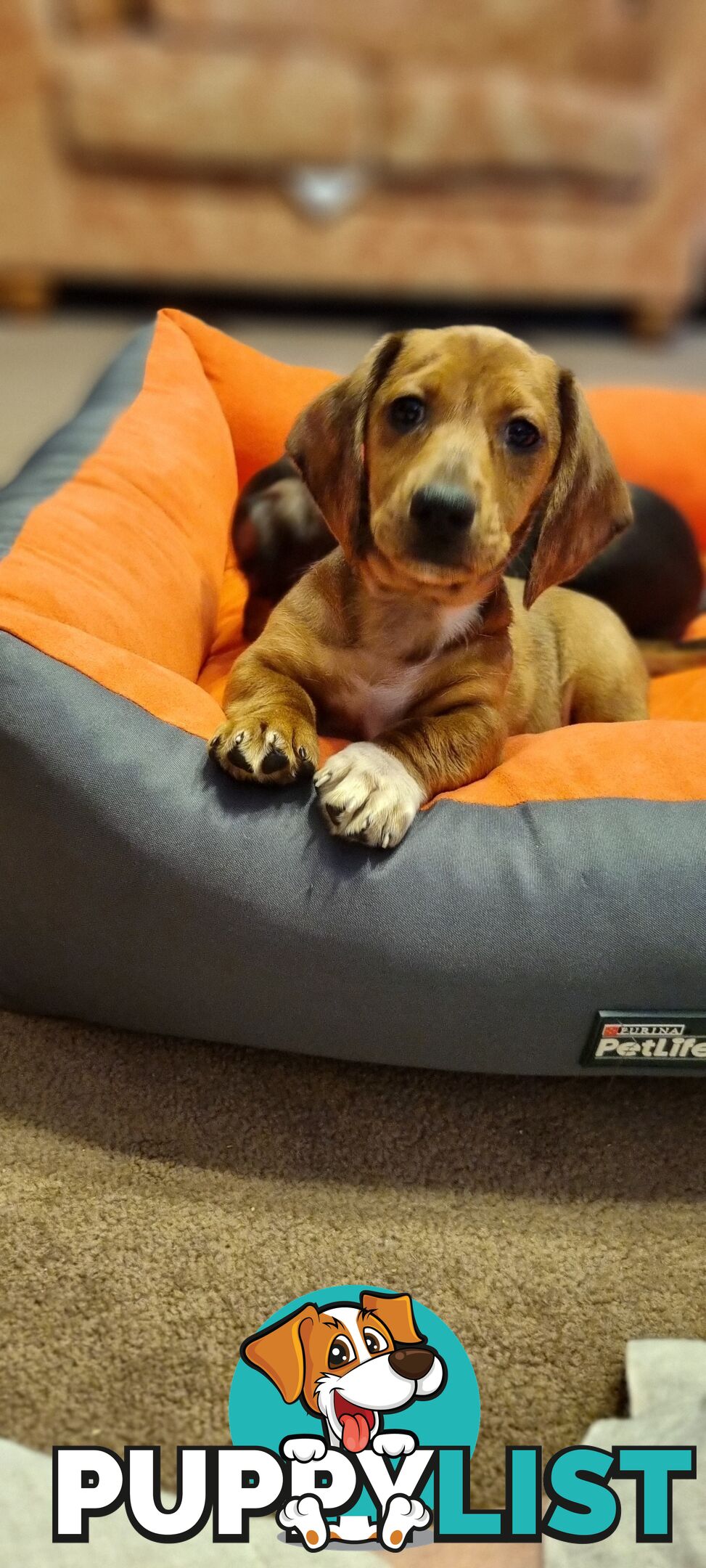 Pure-bred Mini  Dachshund Pup