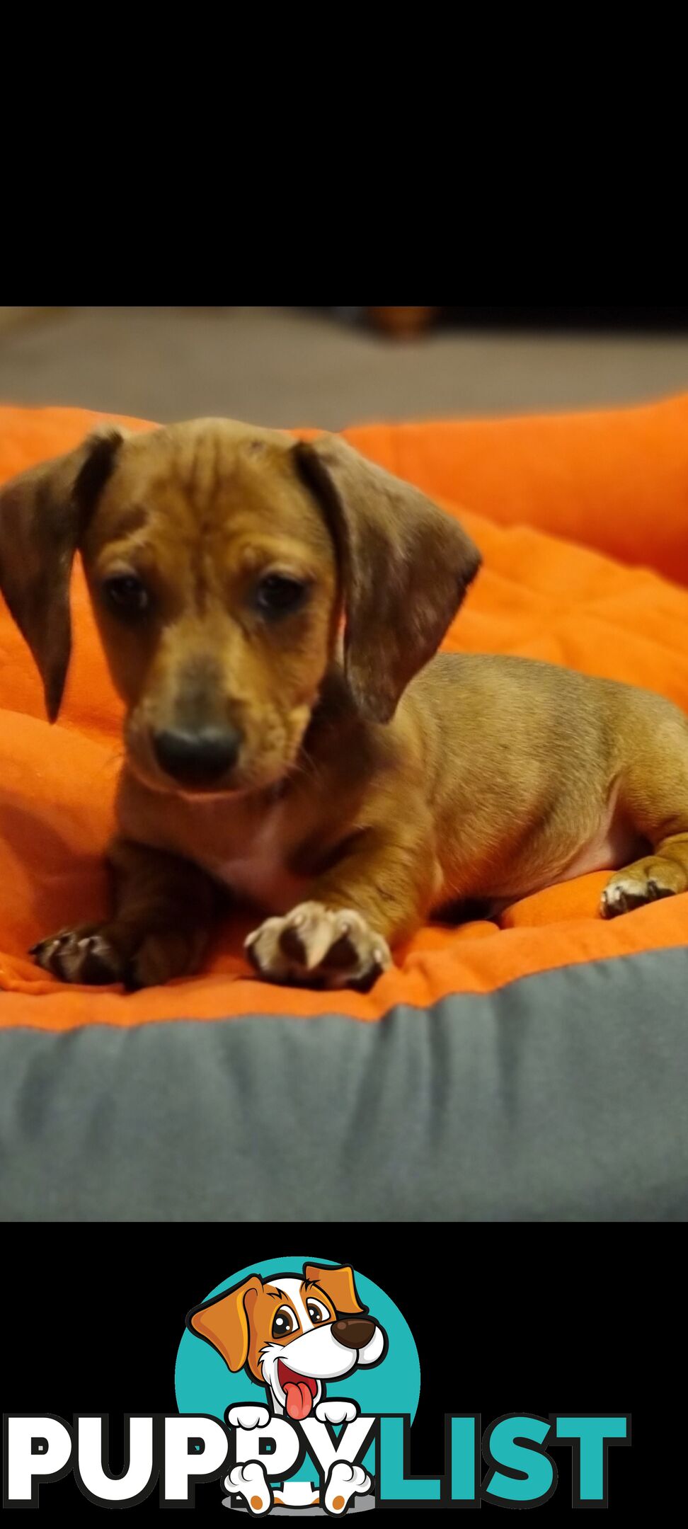 Pure-bred Mini  Dachshund Pup