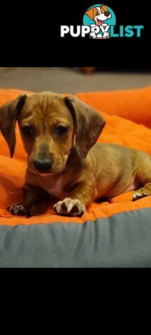 Pure-bred Mini  Dachshund Pup