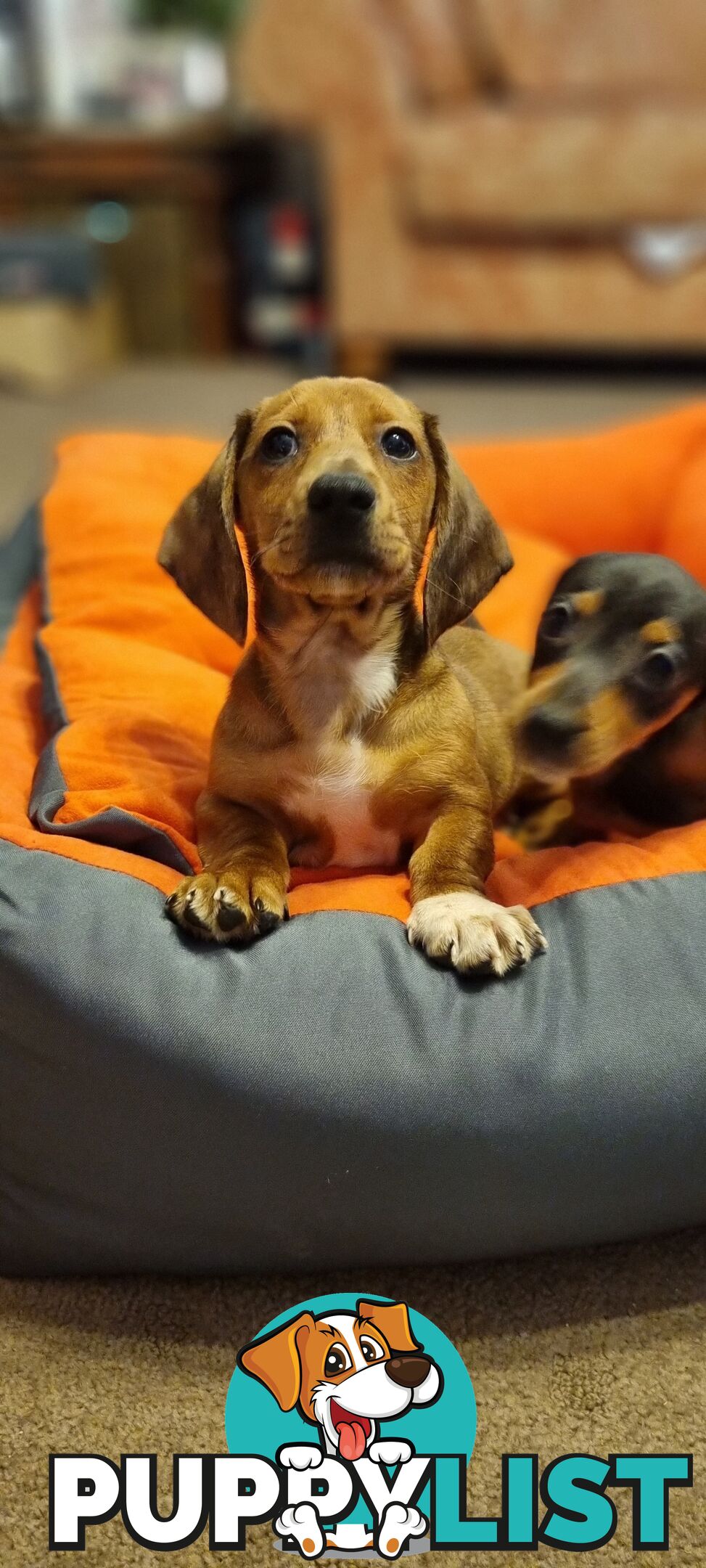 Pure-bred Mini  Dachshund Pup