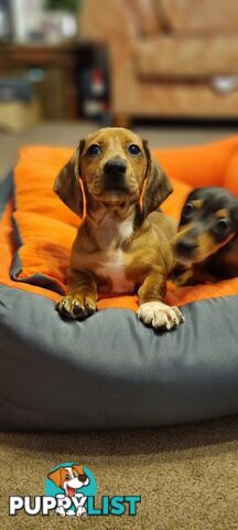 Pure-bred Mini  Dachshund Pup