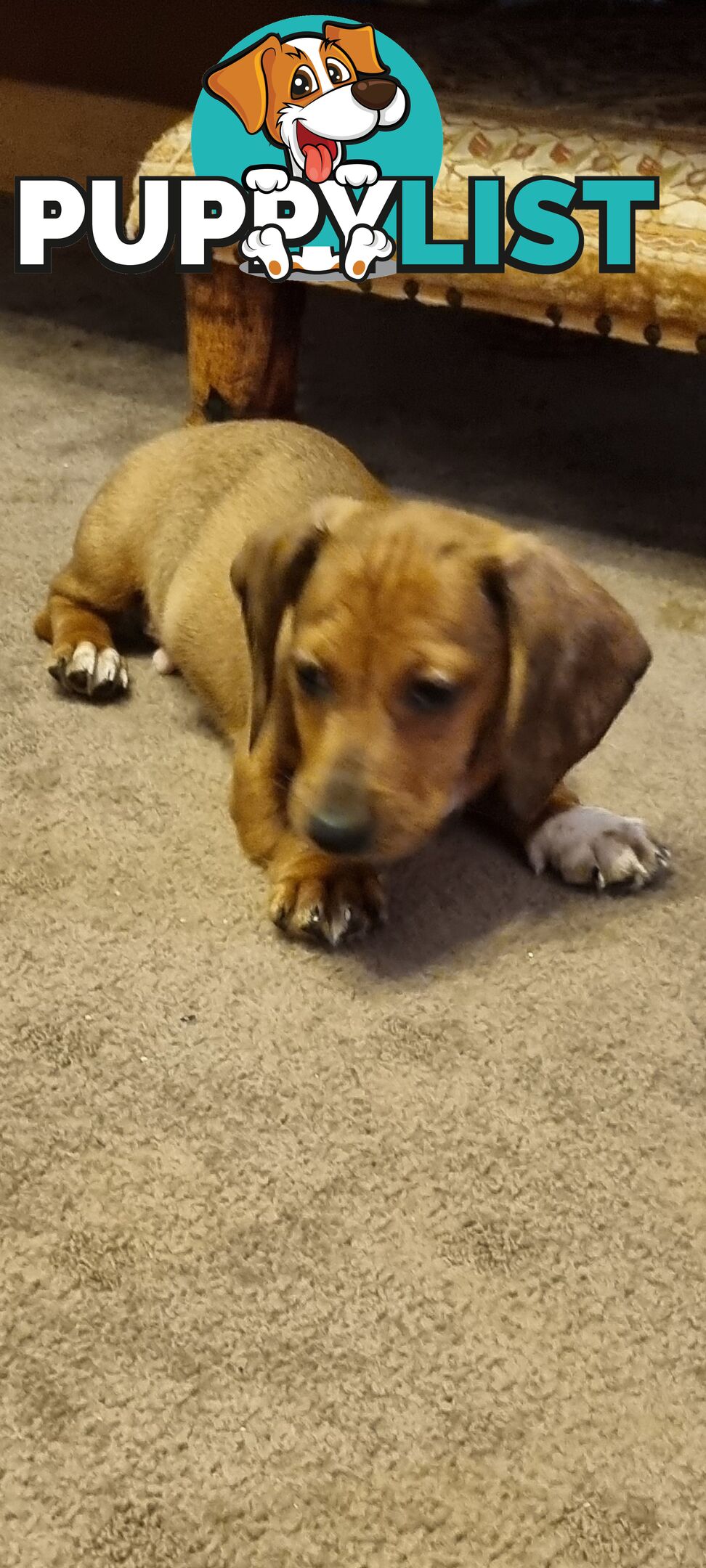 Pure-bred Mini  Dachshund Pup