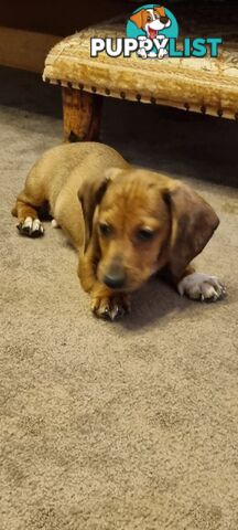 Pure-bred Mini  Dachshund Pup