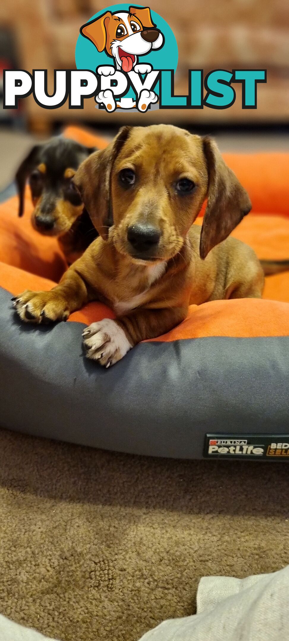 Pure-bred Mini  Dachshund Pup