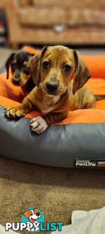 Pure-bred Mini  Dachshund Pup