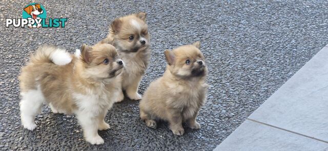 3 POMERANIONS