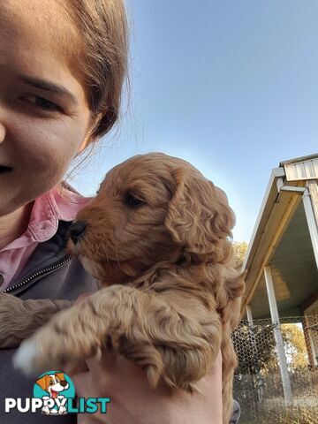 Cavoodle Puppies