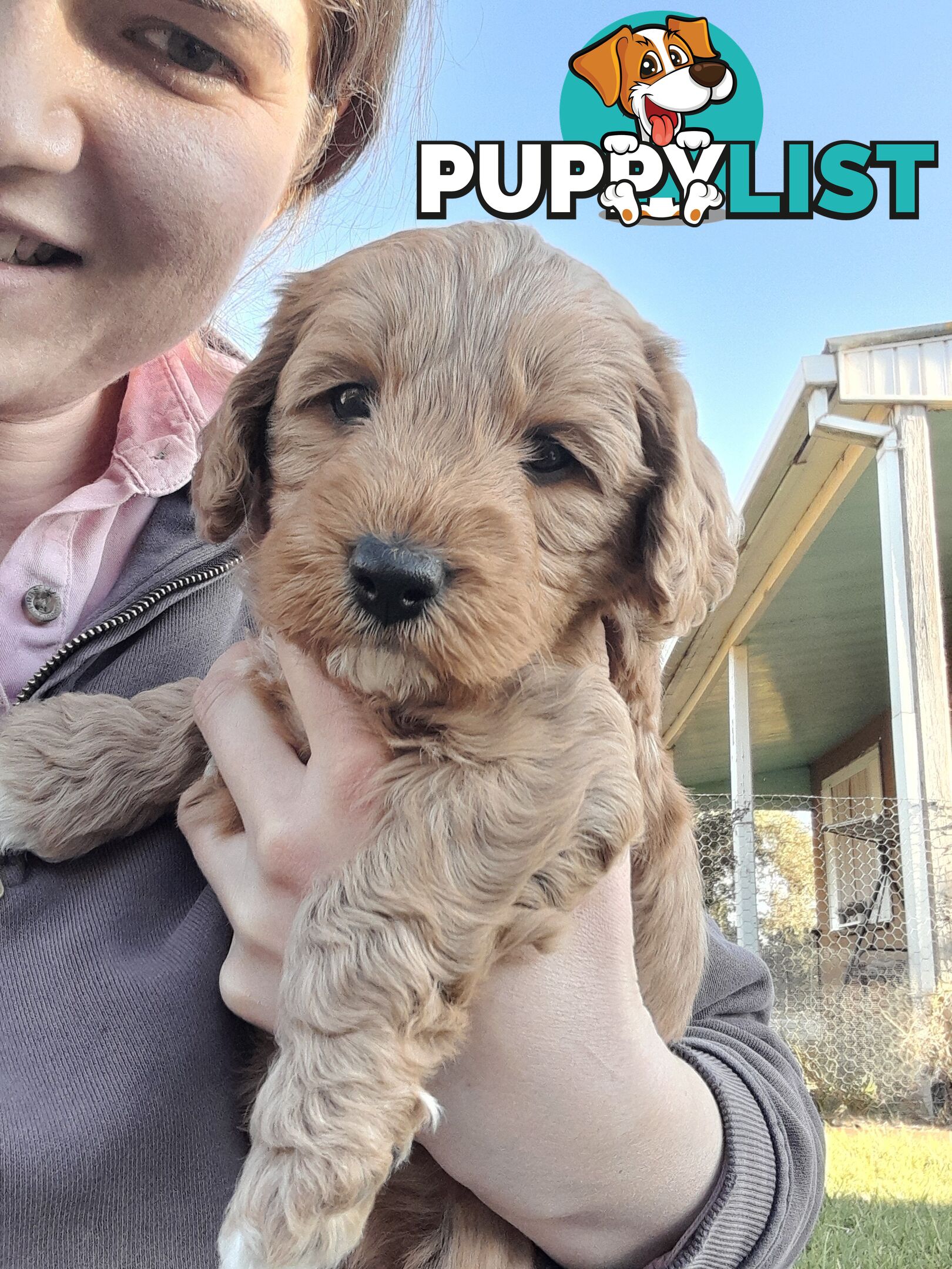 Cavoodle Puppies