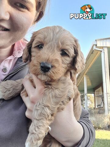 Cavoodle Puppies