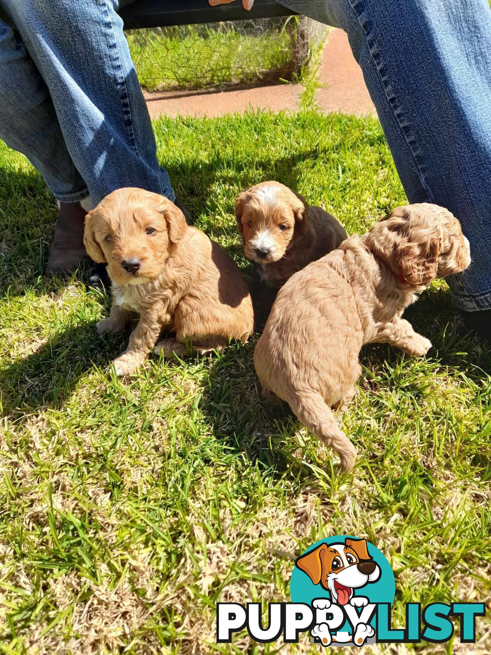 Cavoodle Puppies