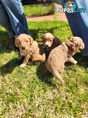 Cavoodle Puppies