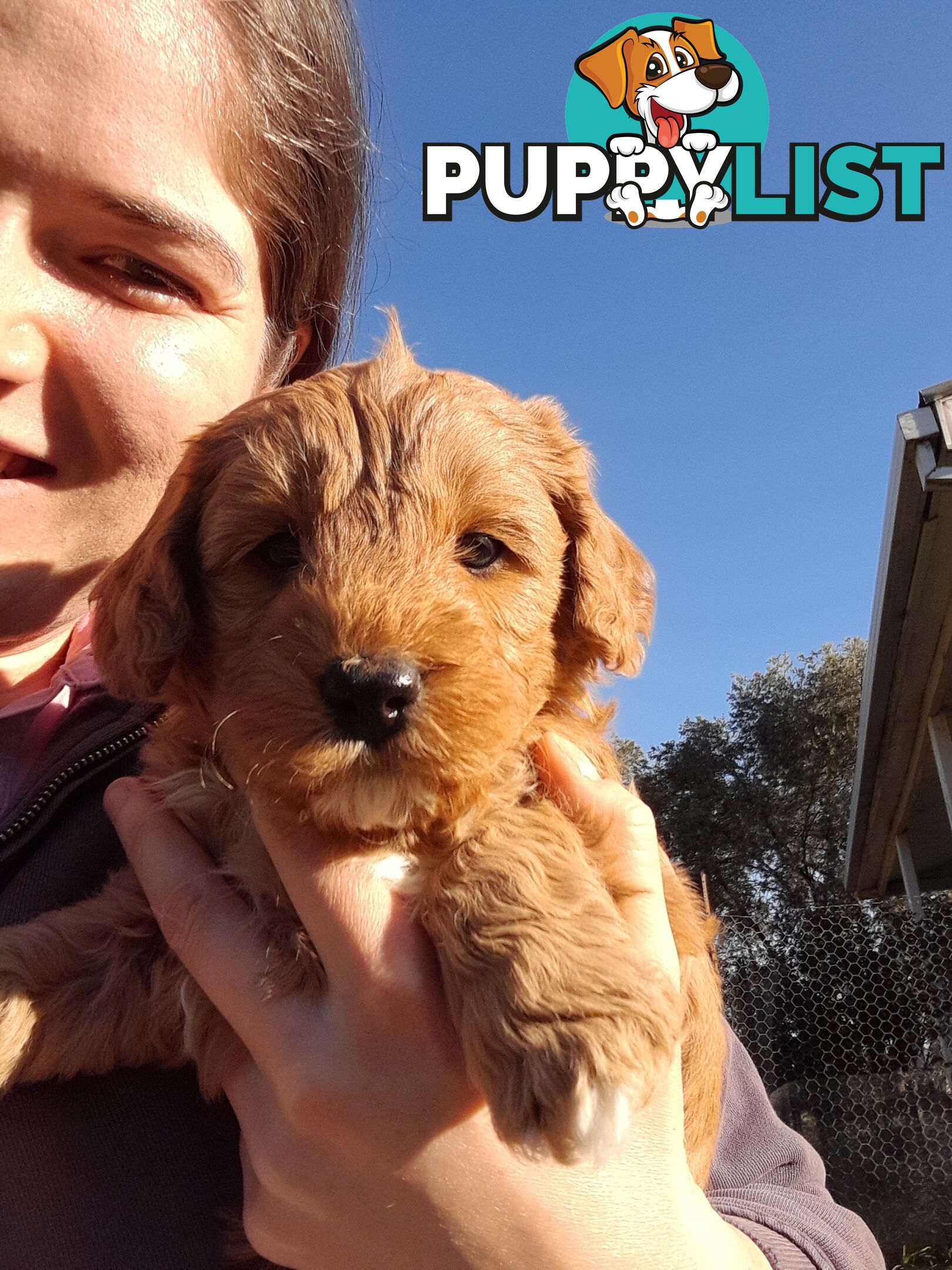 Cavoodle Puppies