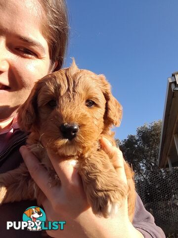 Cavoodle Puppies