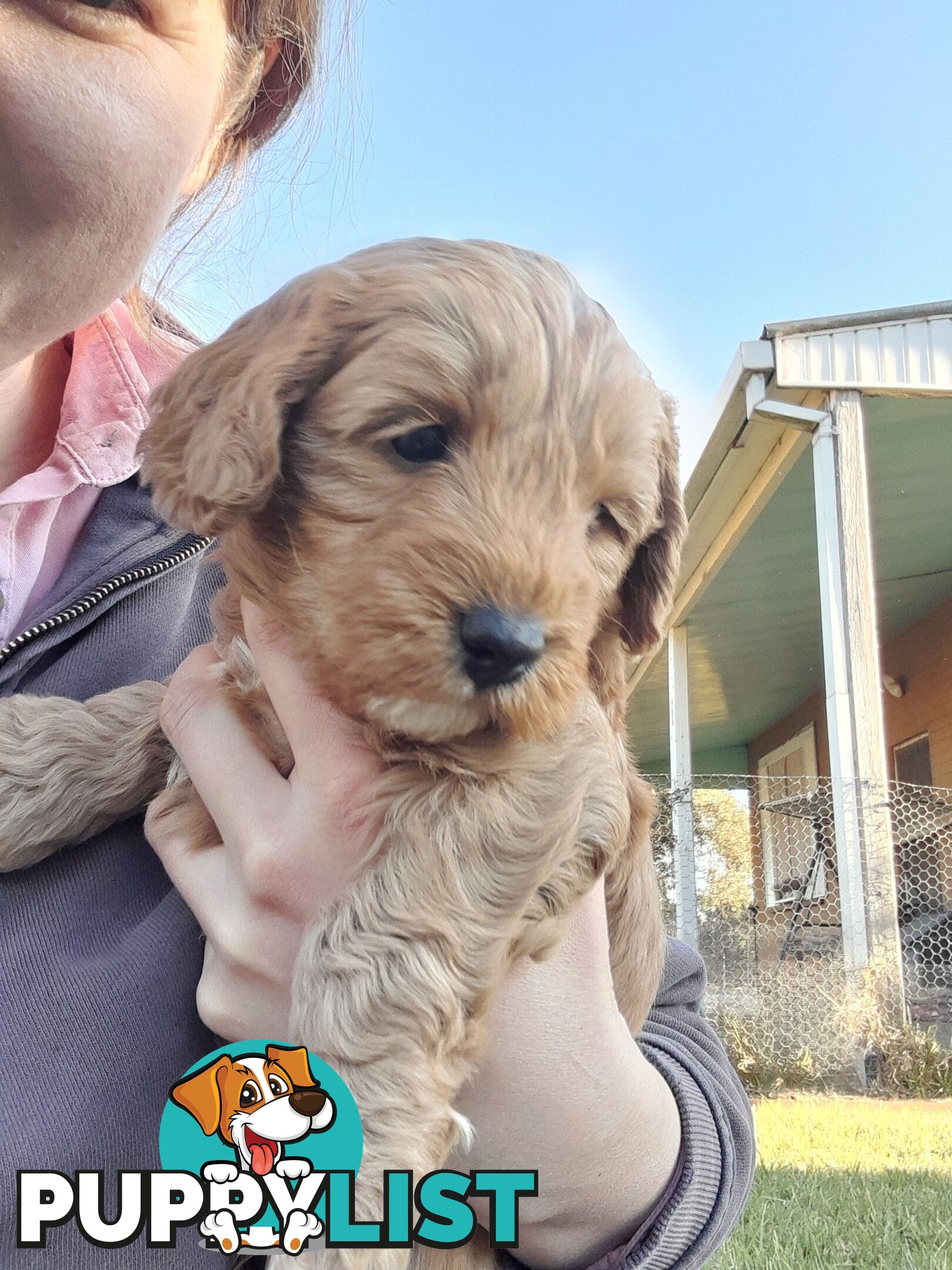 Cavoodle Puppies