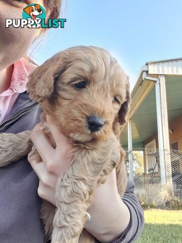 Cavoodle Puppies