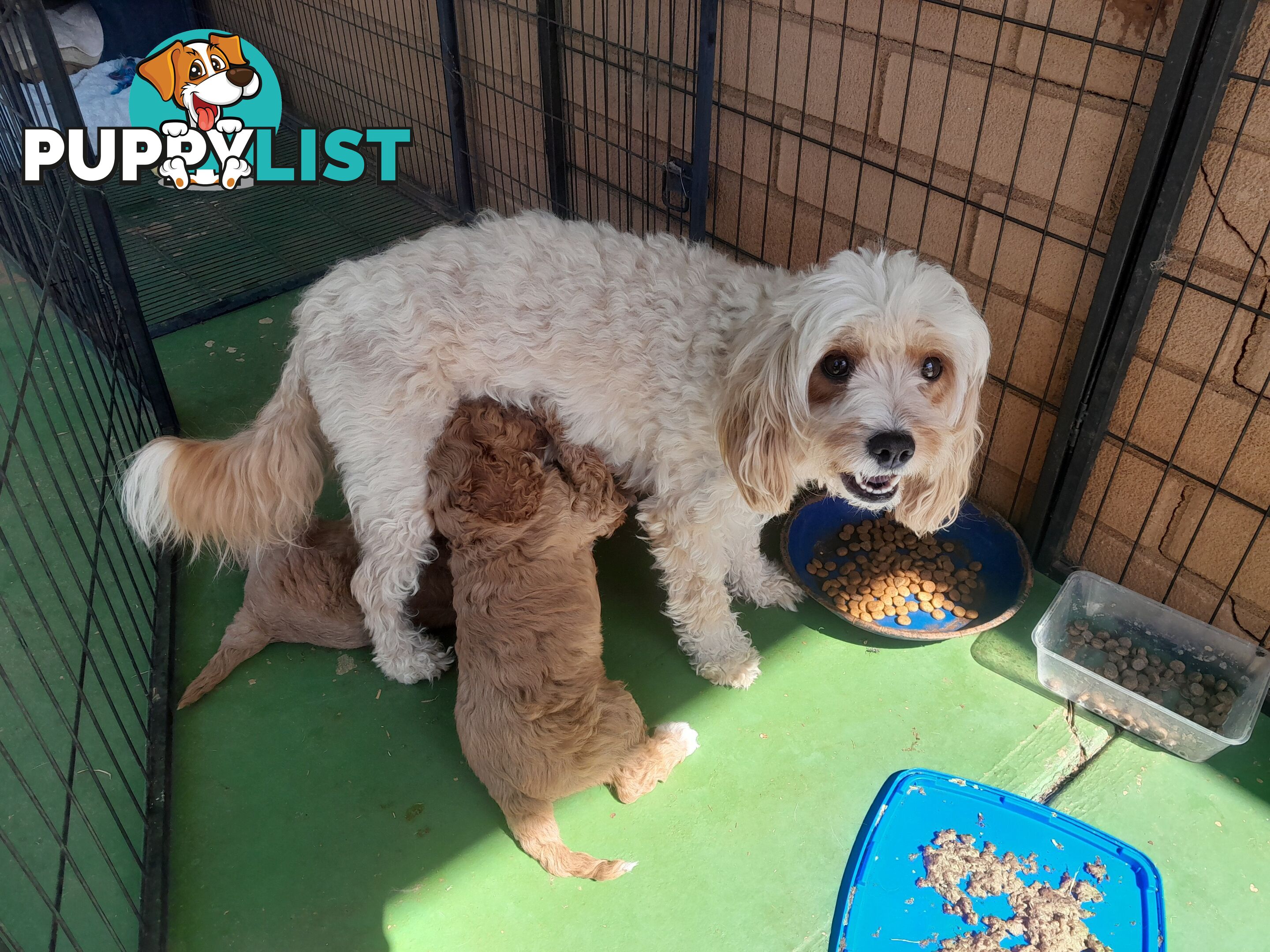 Cavoodle Puppies