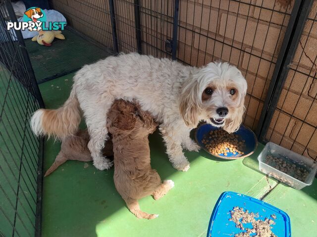 Cavoodle Puppies