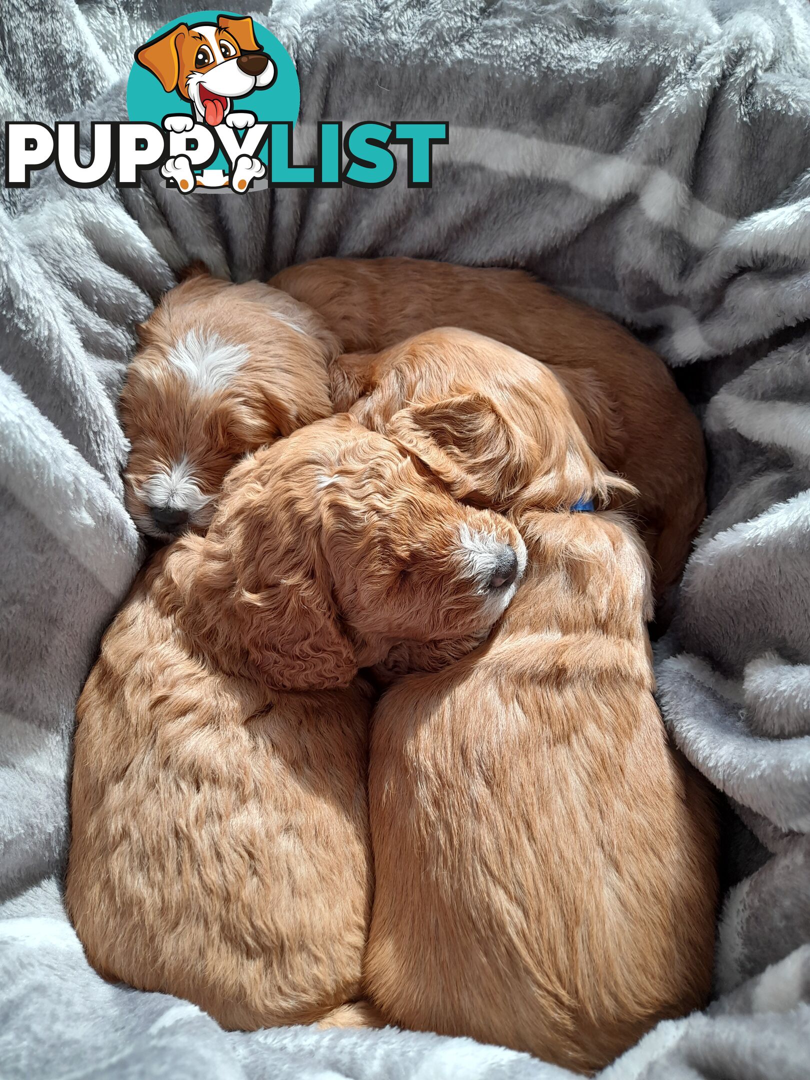 Cavoodle Puppies