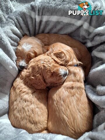 Cavoodle Puppies