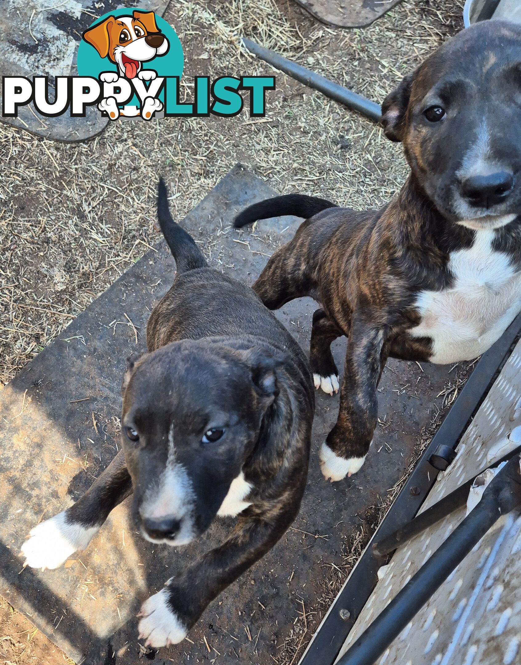 2 PUPS LEFT! English Staffy X English Bull Terrier