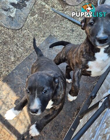 2 PUPS LEFT! English Staffy X English Bull Terrier