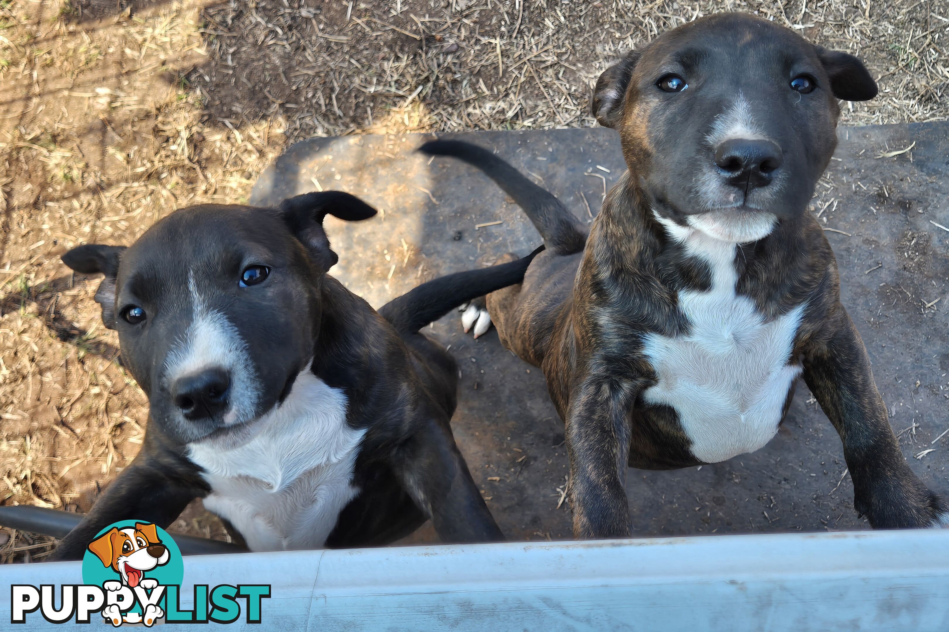 2 PUPS LEFT! English Staffy X English Bull Terrier