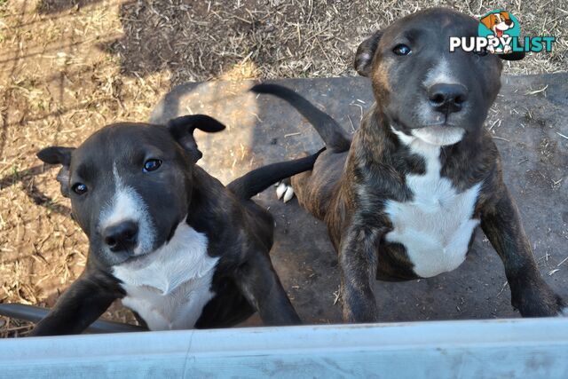 2 PUPS LEFT! English Staffy X English Bull Terrier