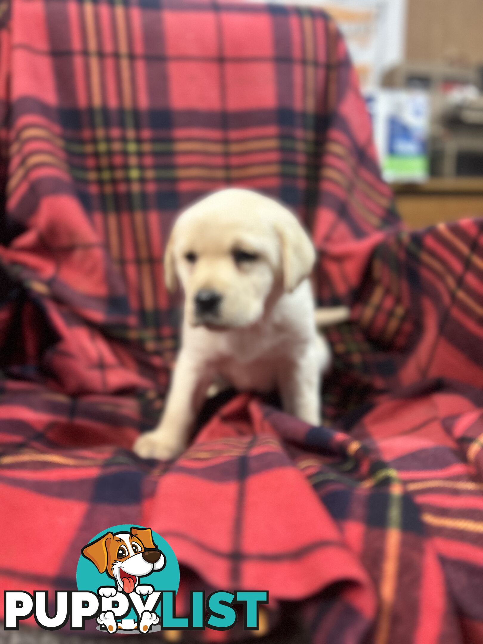 Walker Purebred Labrador Puppies