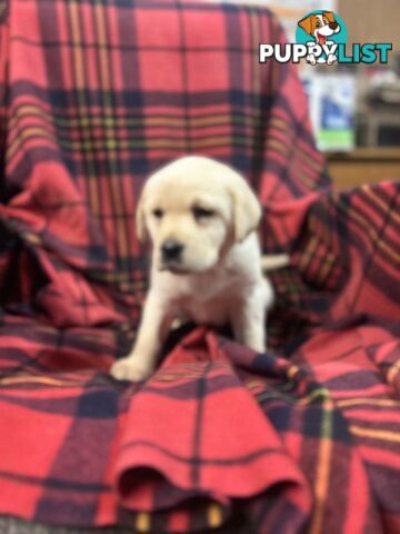 Walker Purebred Labrador Puppies