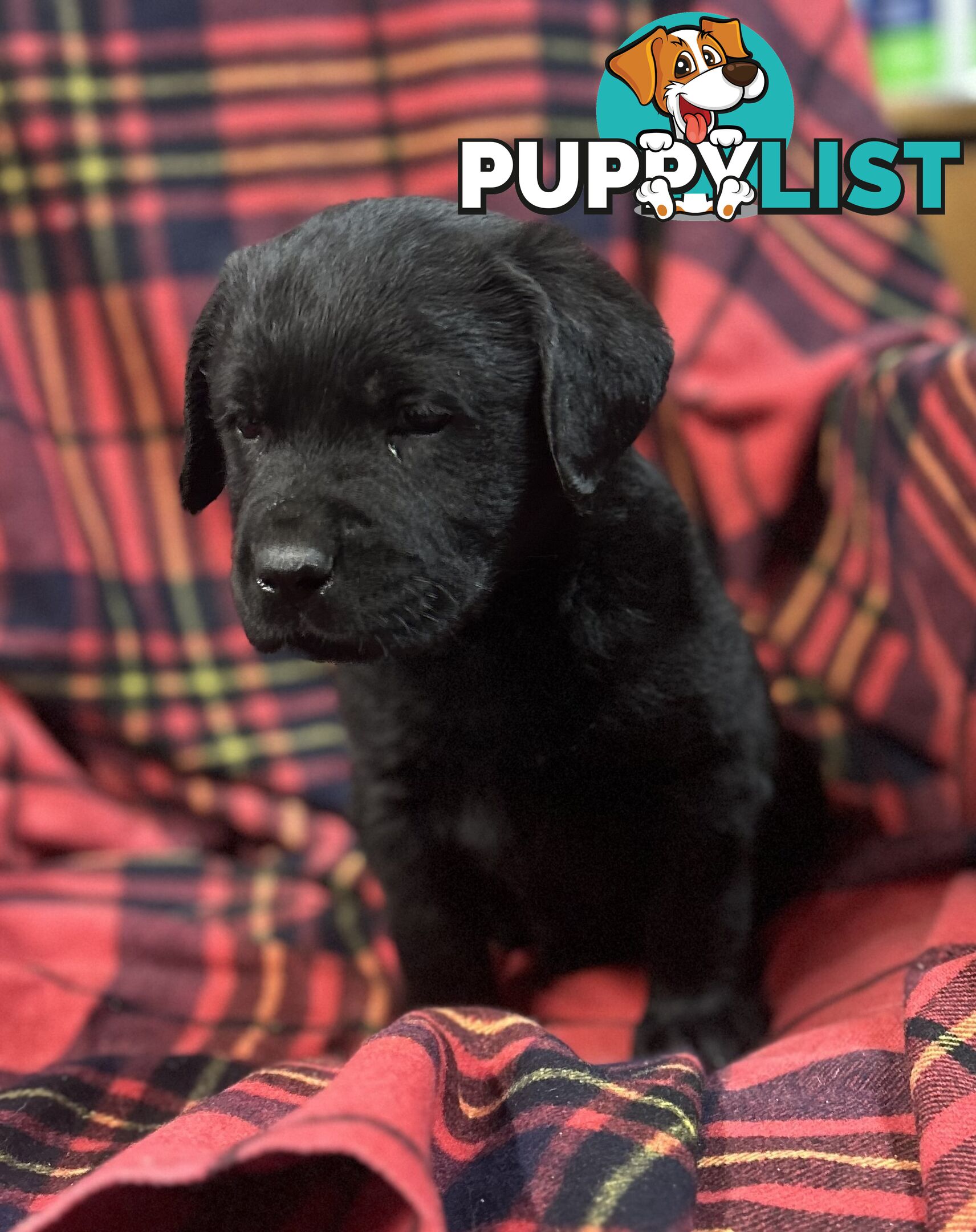 Walker Purebred Labrador Puppies