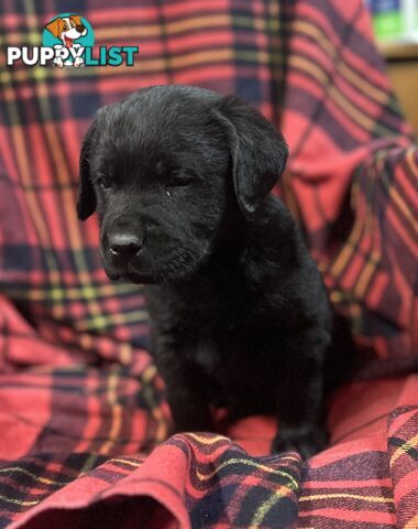 Walker Purebred Labrador Puppies