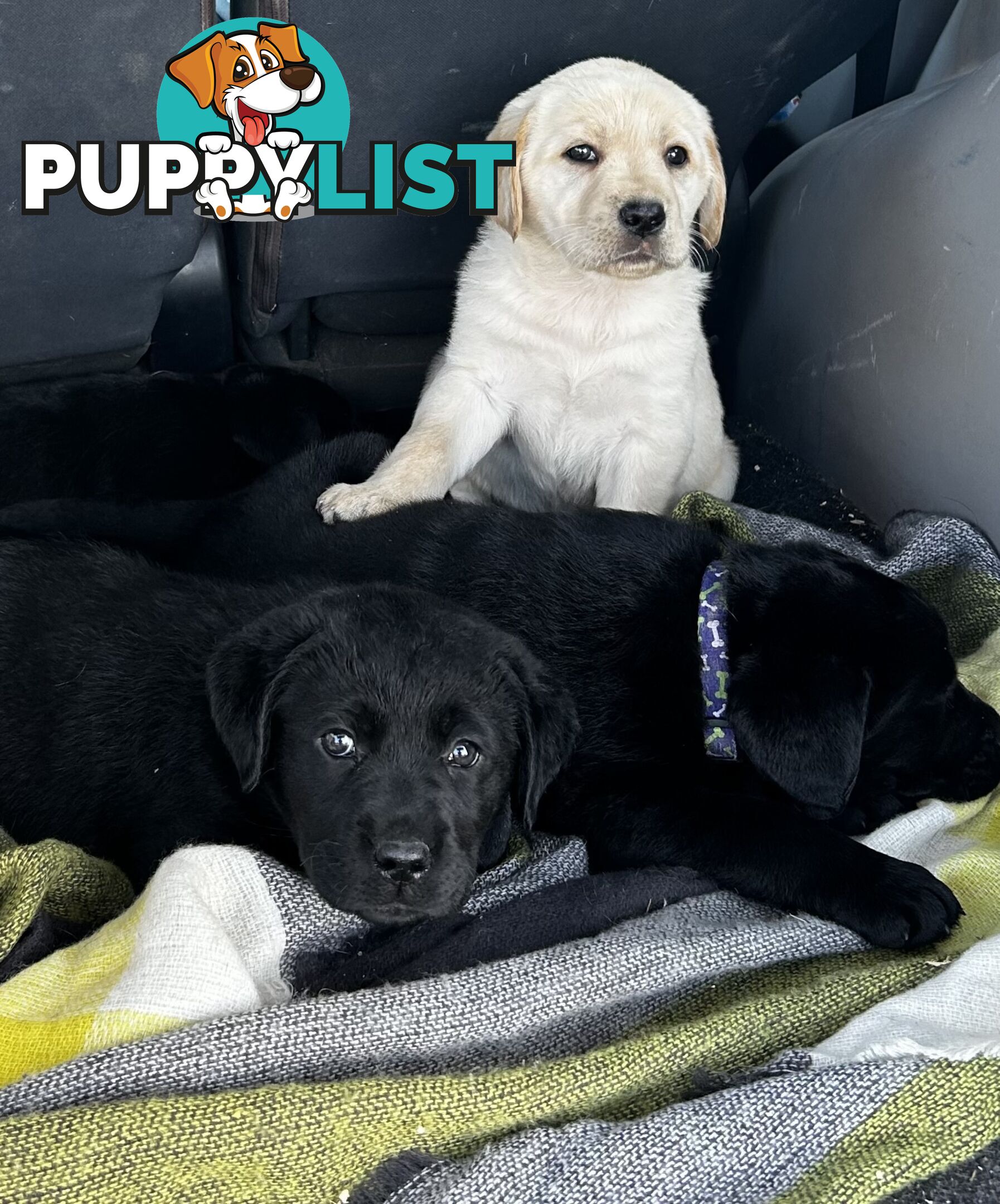 Walker Purebred Labrador Puppies