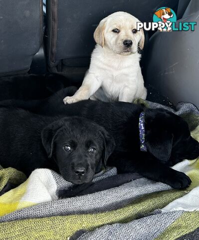 Walker Purebred Labrador Puppies