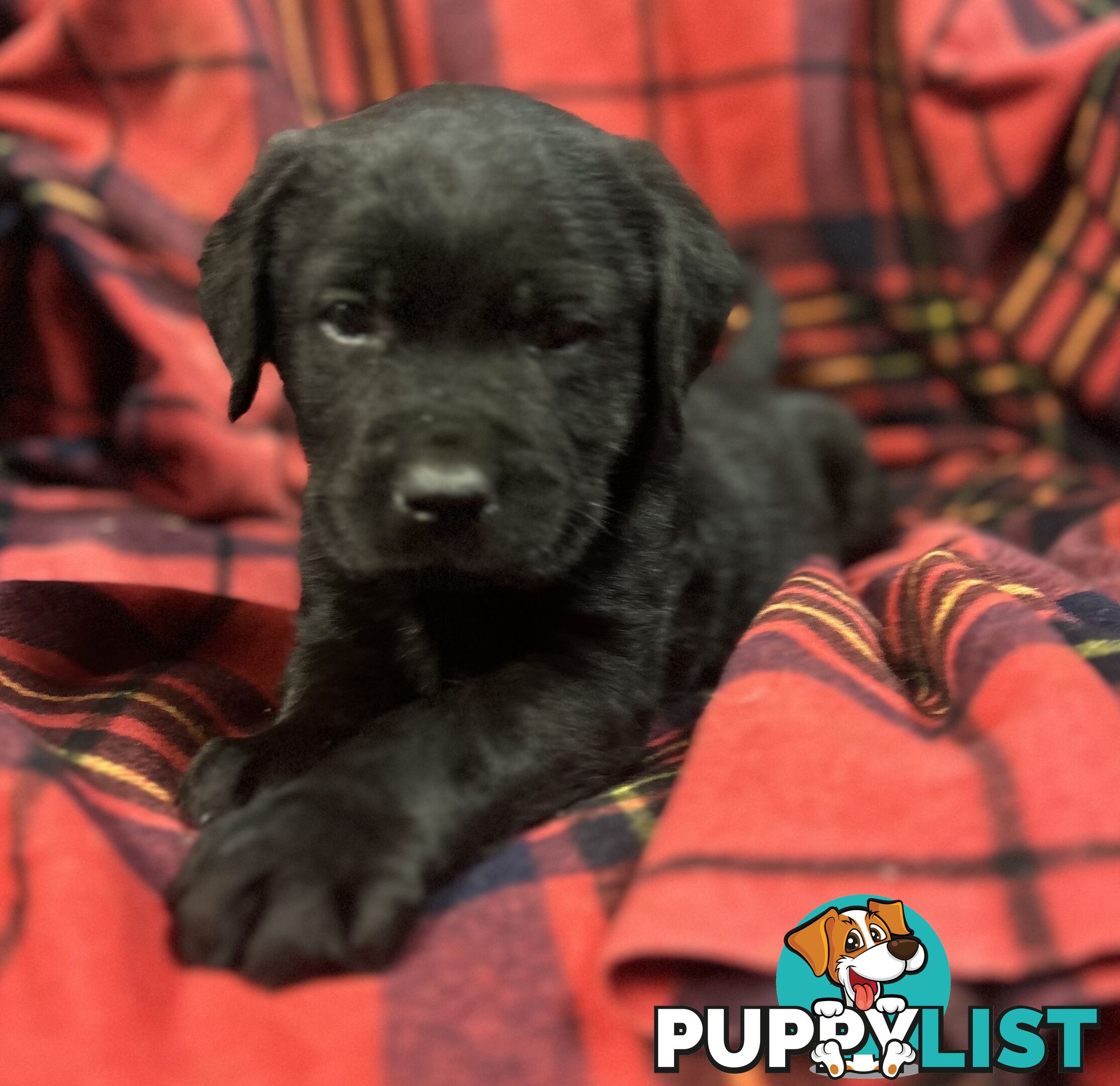 Walker Purebred Labrador Puppies