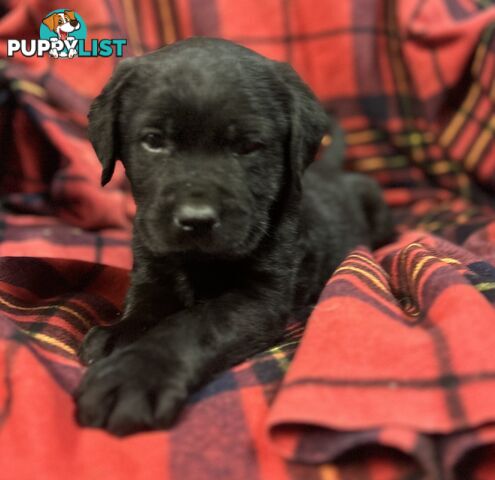 Walker Purebred Labrador Puppies