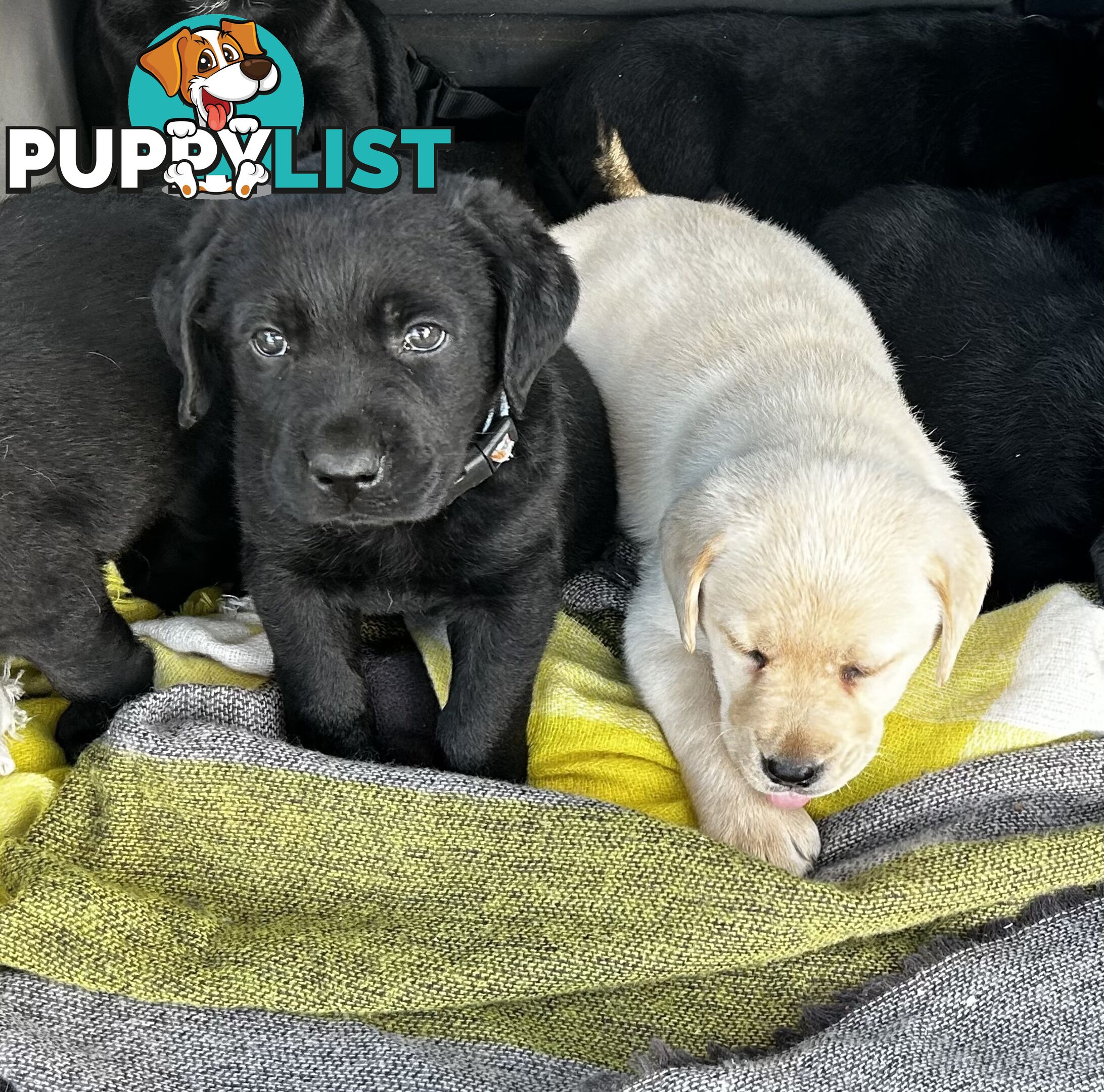 Walker Purebred Labrador Puppies