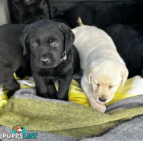 Walker Purebred Labrador Puppies