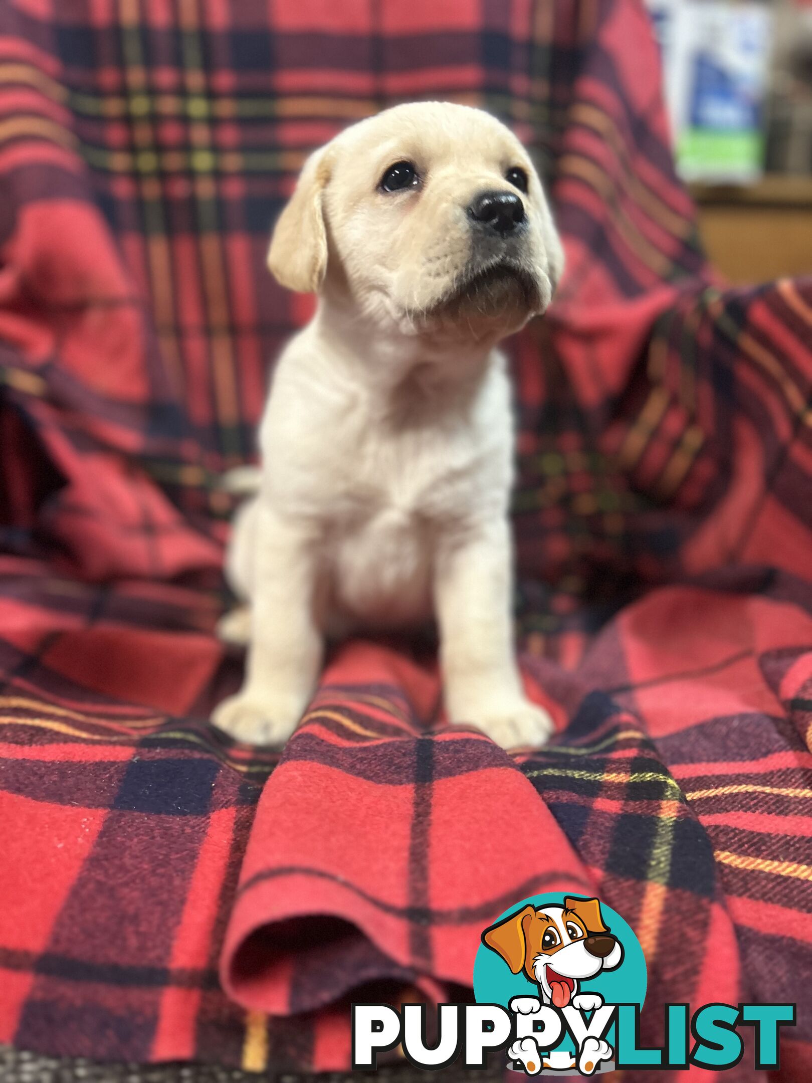 Walker Purebred Labrador Puppies