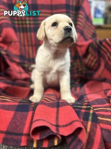 Walker Purebred Labrador Puppies