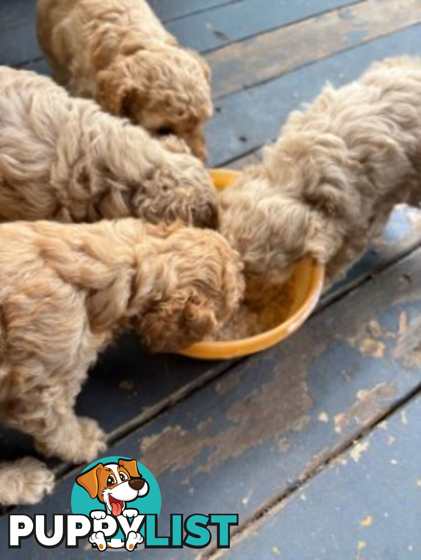 TOY POODLE PUPS READY SOON