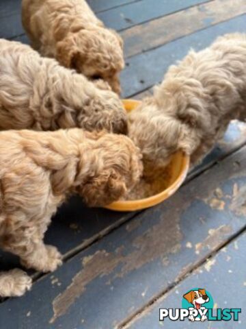 TOY POODLE PUPS READY SOON