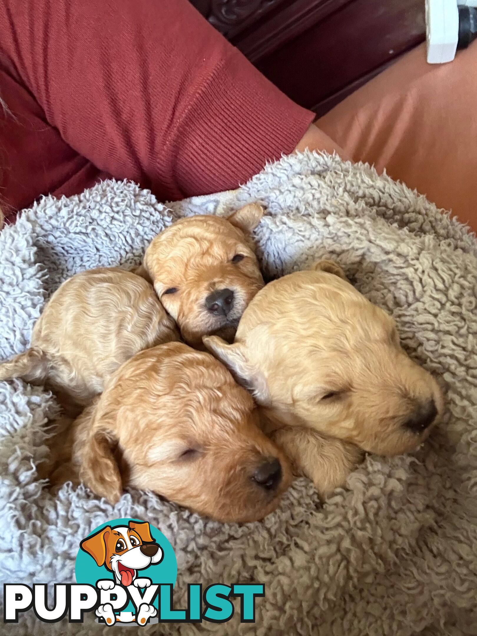 TOY POODLE PUPS READY SOON