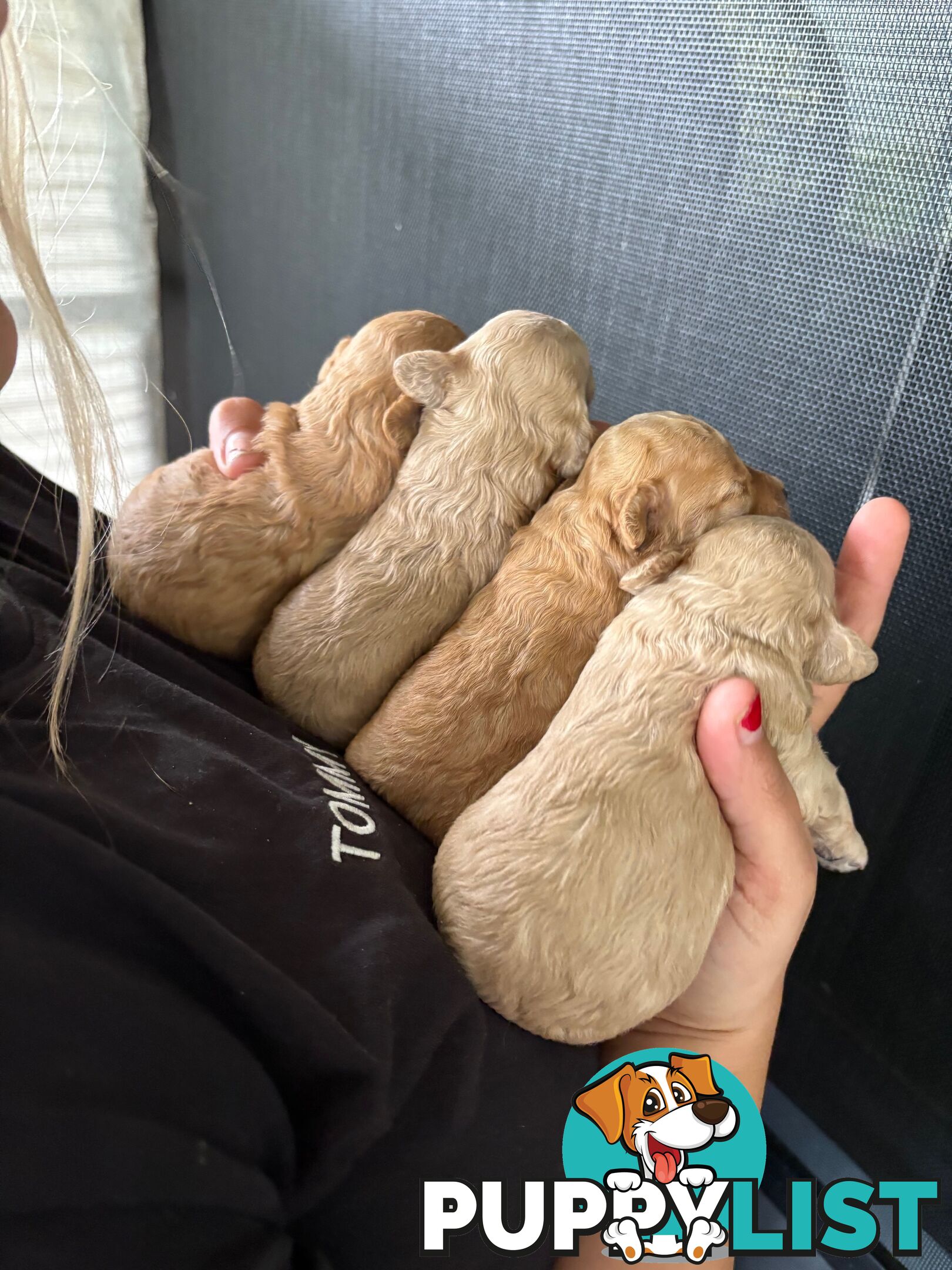 TOY POODLE PUPS READY SOON