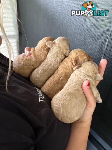 TOY POODLE PUPS READY SOON