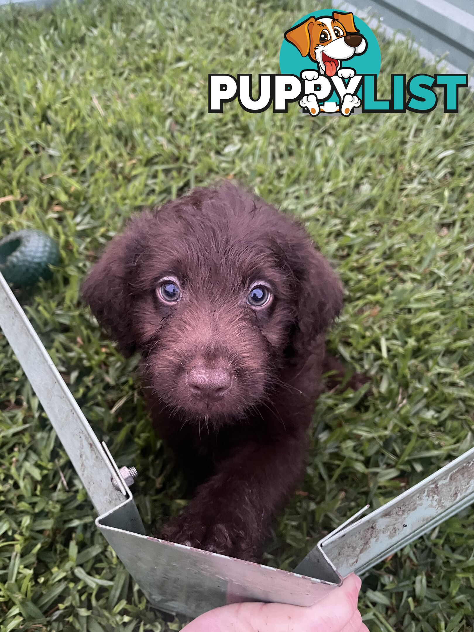 Beautiful Labradoodles- excellent with special needs children