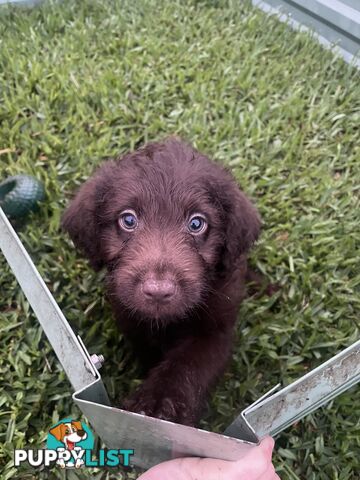 Beautiful Labradoodles- excellent with special needs children