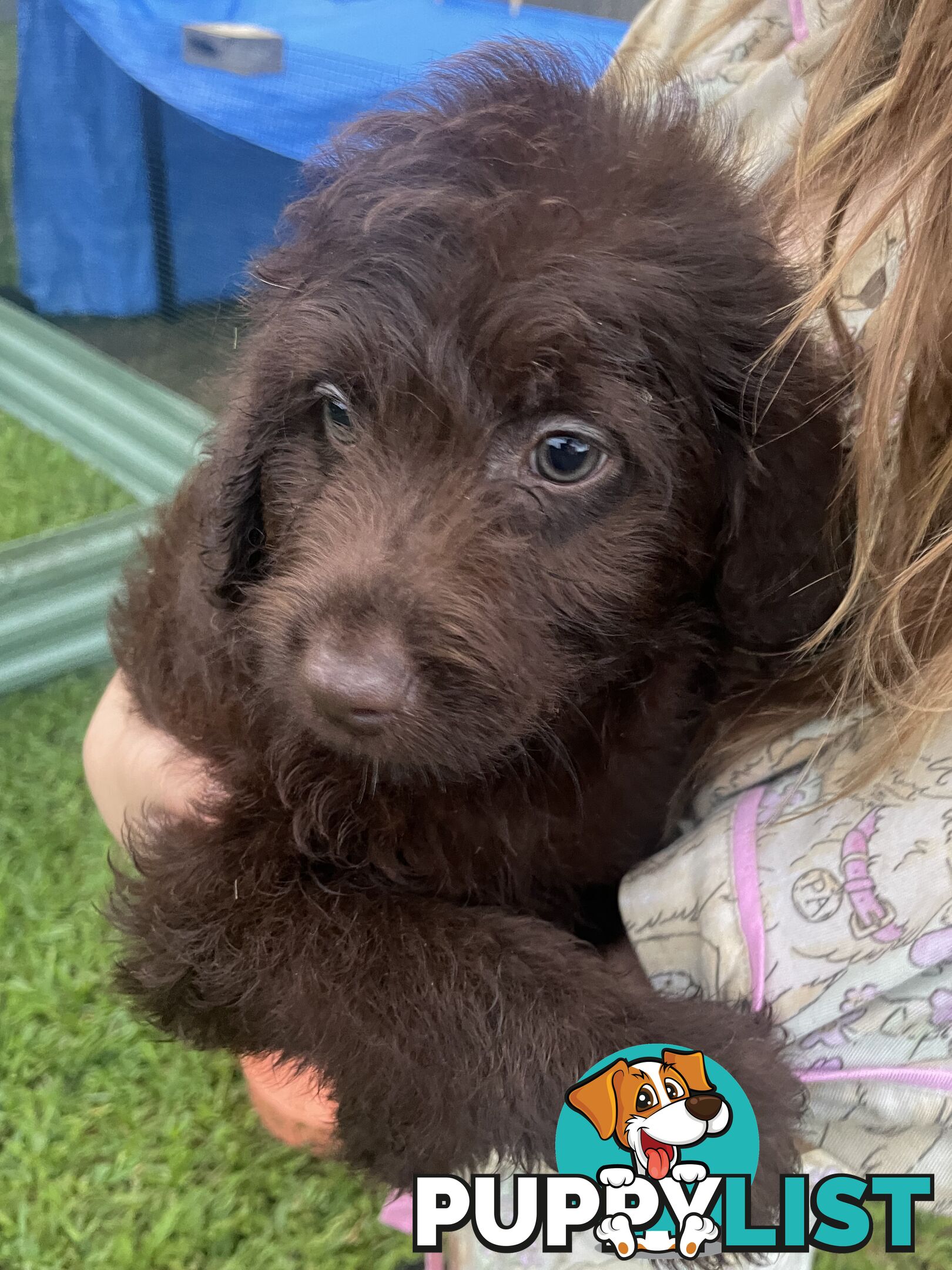 Beautiful Labradoodles- excellent with special needs children