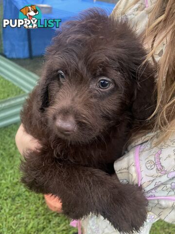 Beautiful Labradoodles- excellent with special needs children