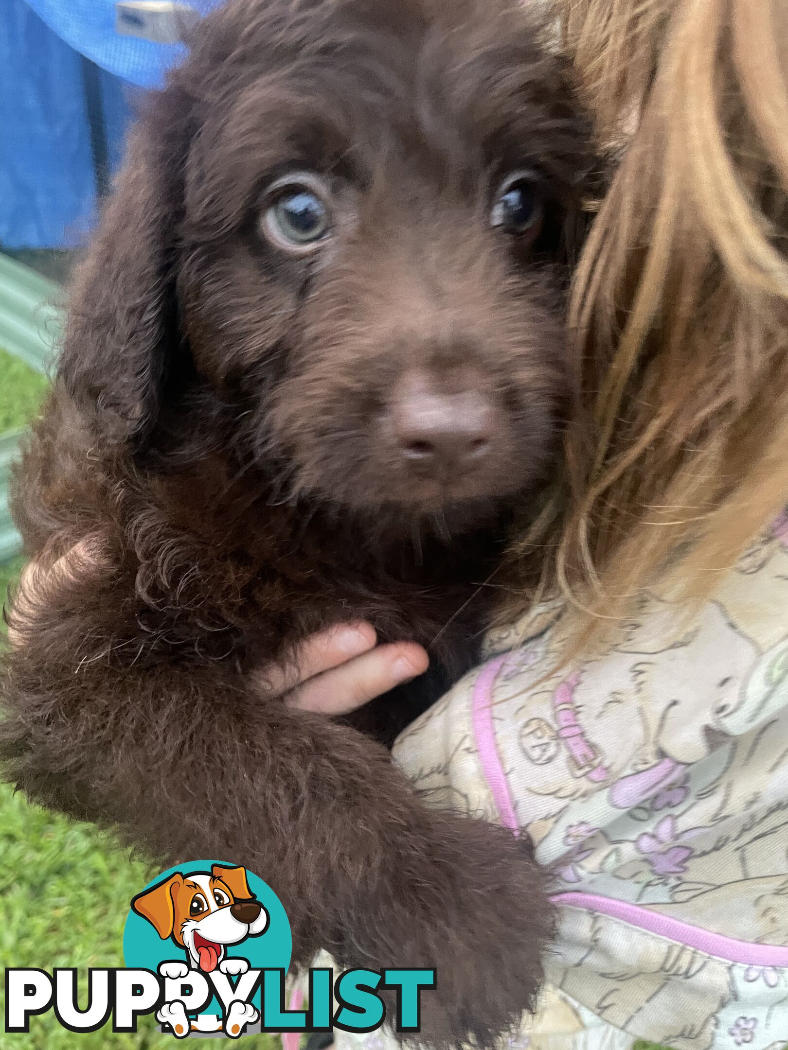 Beautiful Labradoodles- excellent with special needs children